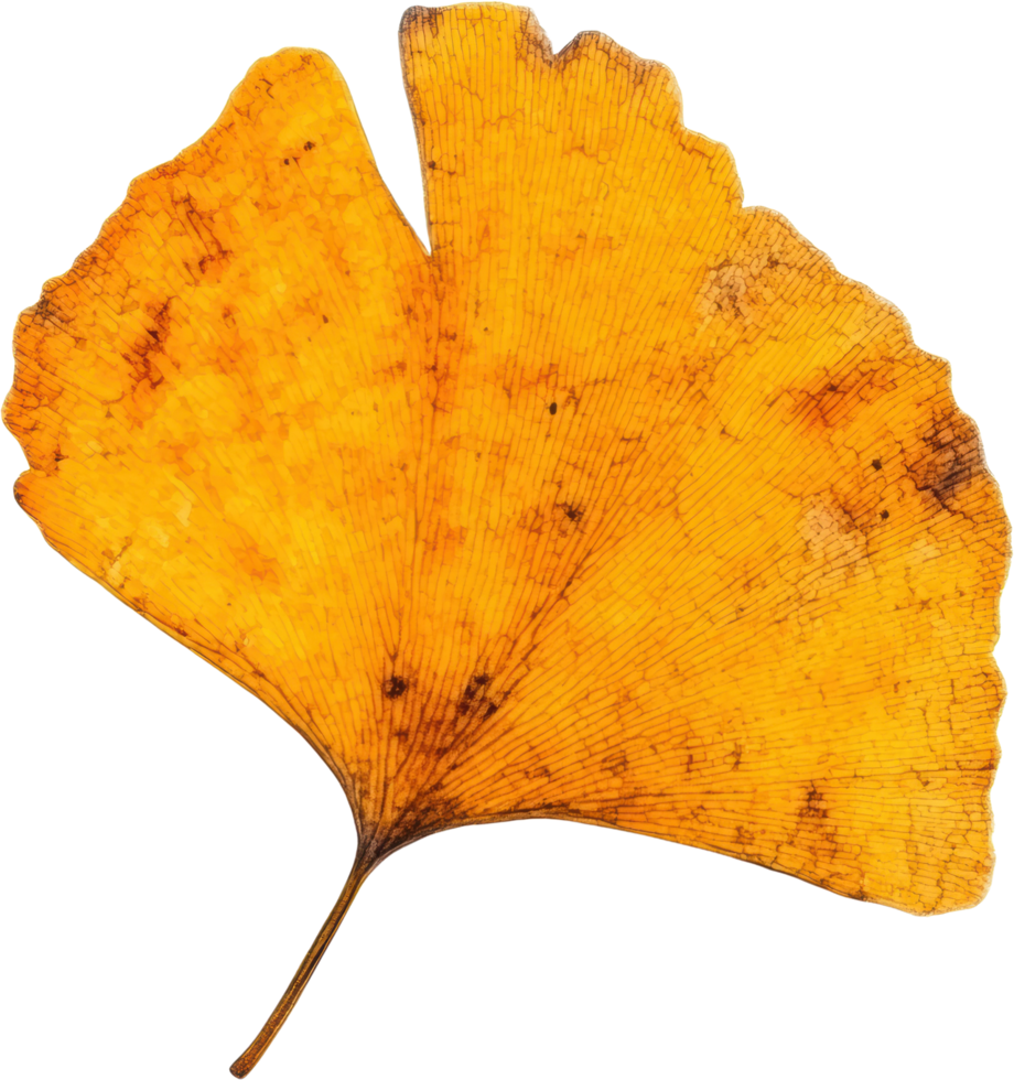 A single golden ginkgo biloba leaf isolated transparent background autumnal foliage detail png