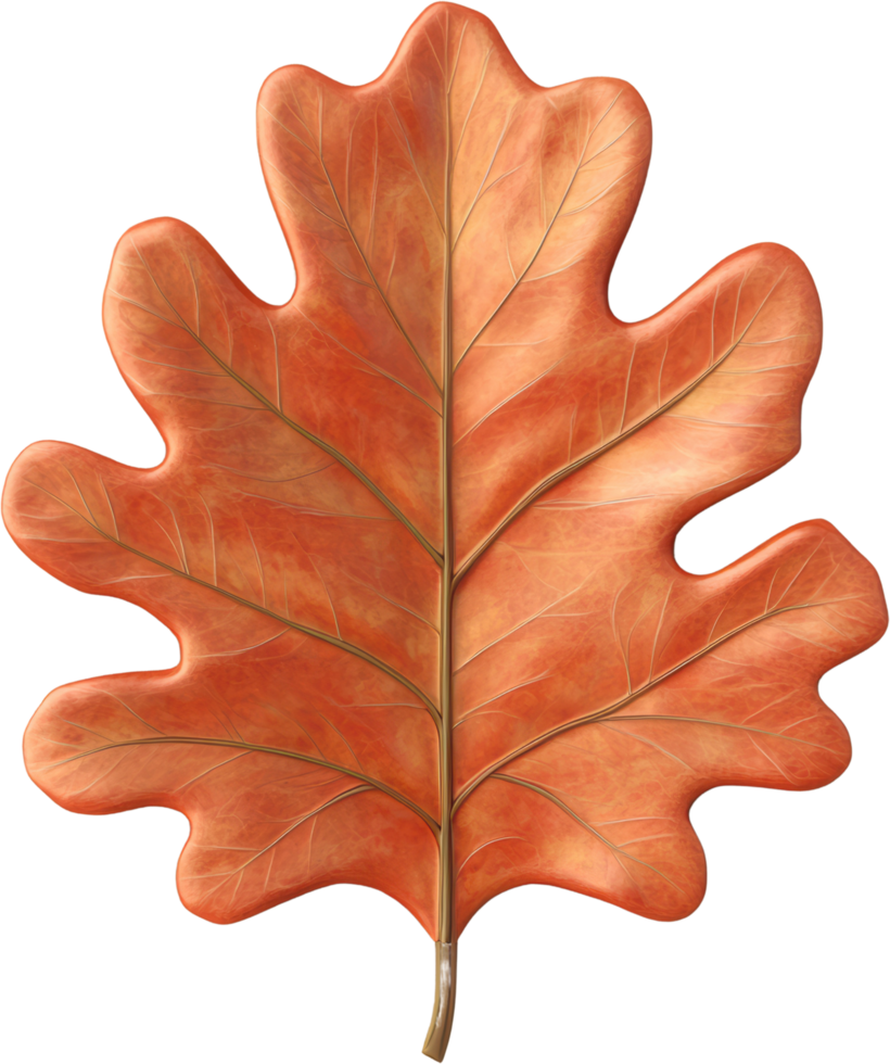 Autumn Oak Leaf Detailed Illustration Fall Season Nature Botanical Image png