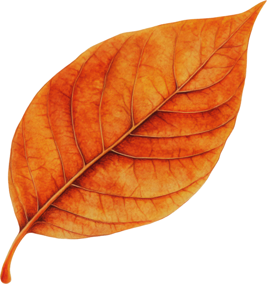 Single Autumn Leaf Detailed Macro Shot Orange Fall Foliage Botany Nature png