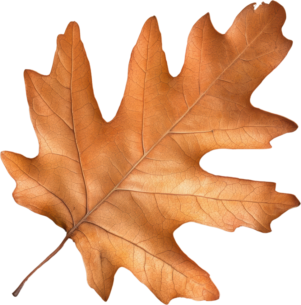 Detailed Close up of a Single Dried Oak Leaf Autumn Fall Season Nature png