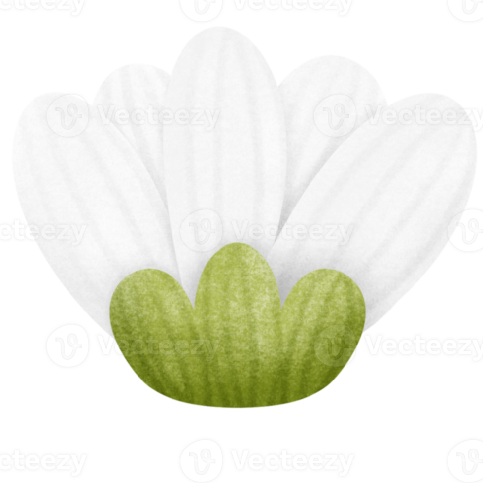 a white flower with green leaves on it png