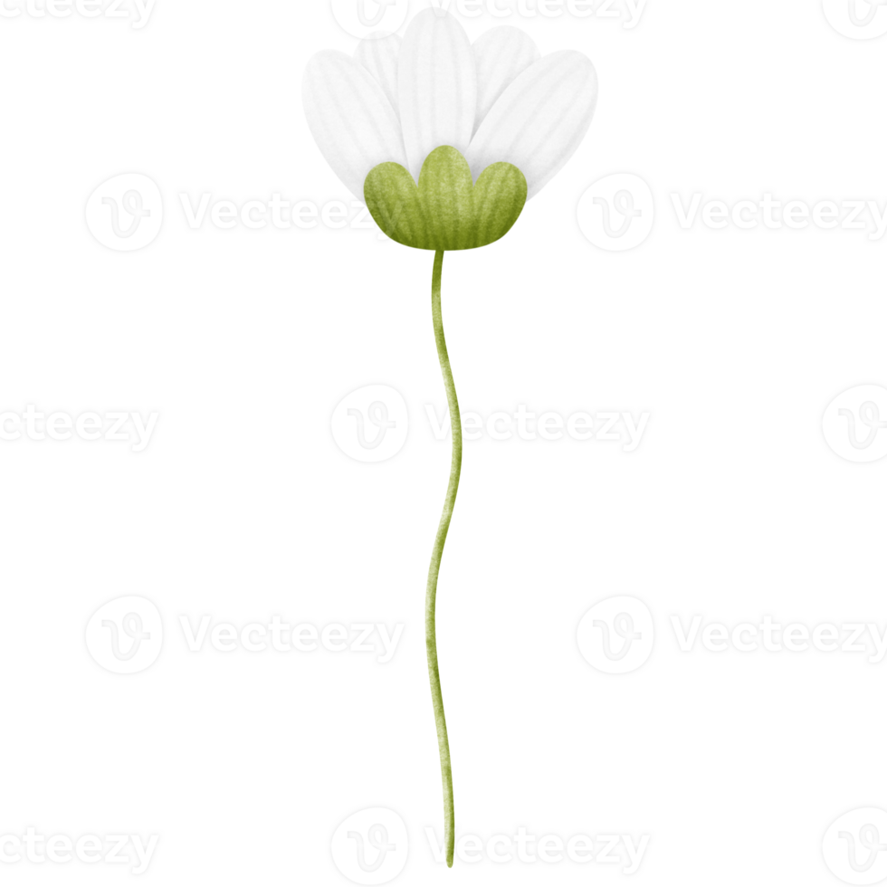 white daisy flower on transparent background png