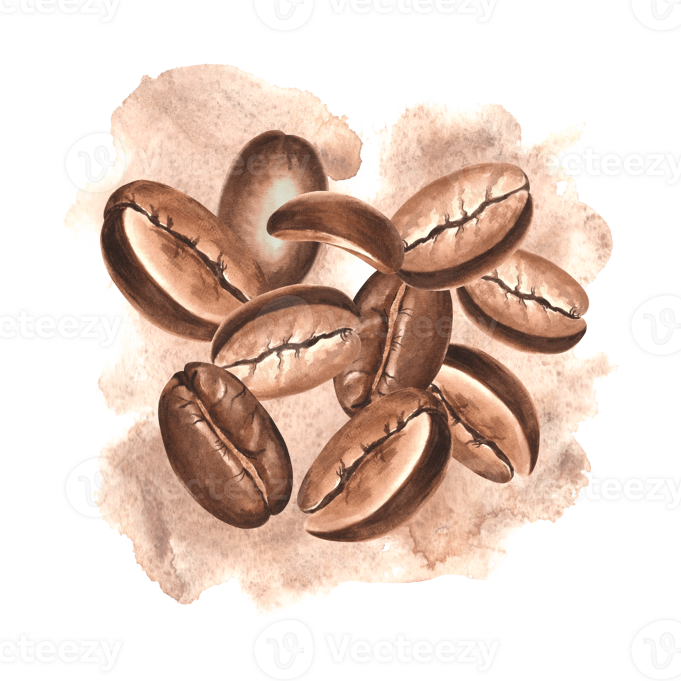Composition from roasted coffee beans with stain. Watercolor hand drawn illustrations isolated. Ingredients for aromatic morning drink. Clipart of Arabica grains. Template for packaging, cafe, card. png