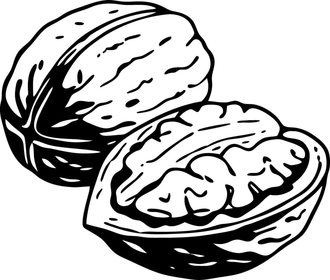 Black and White Walnut Illustration for Food Decor and Coloring Designs vector