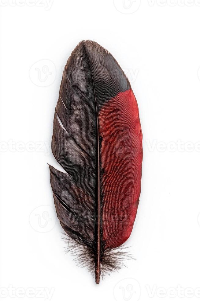 Close up of a vibrant red and black bird feather. photo