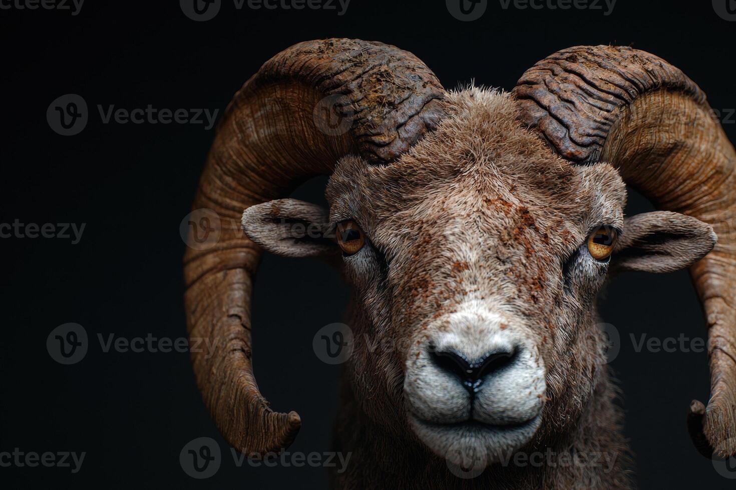 Close up portrait of a majestic bighorn sheep with large horns photo