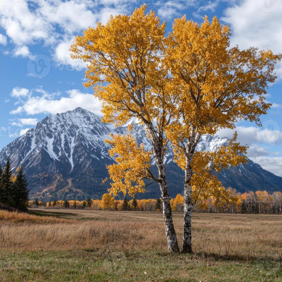 Aspen trees in autumn with snow capped mountains in the background photo
