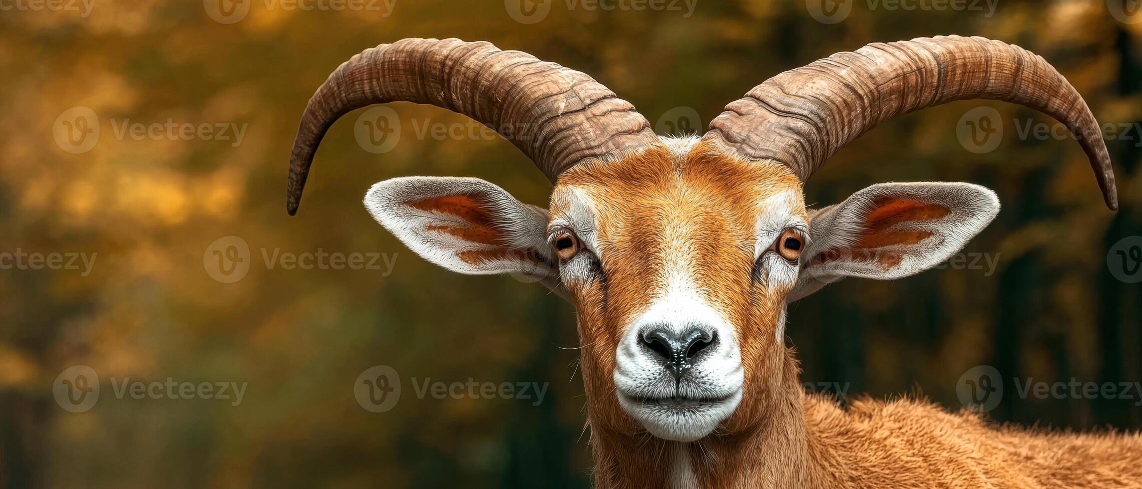 Close up portrait of a majestic horned goat photo
