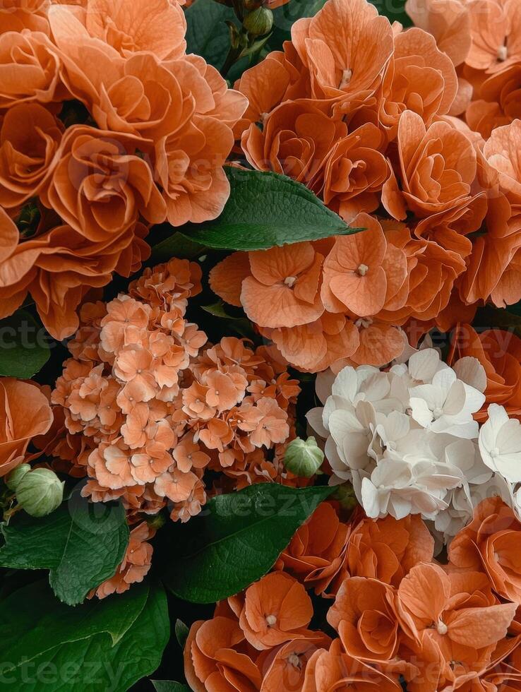 Close up of orange and white hydrangeas photo
