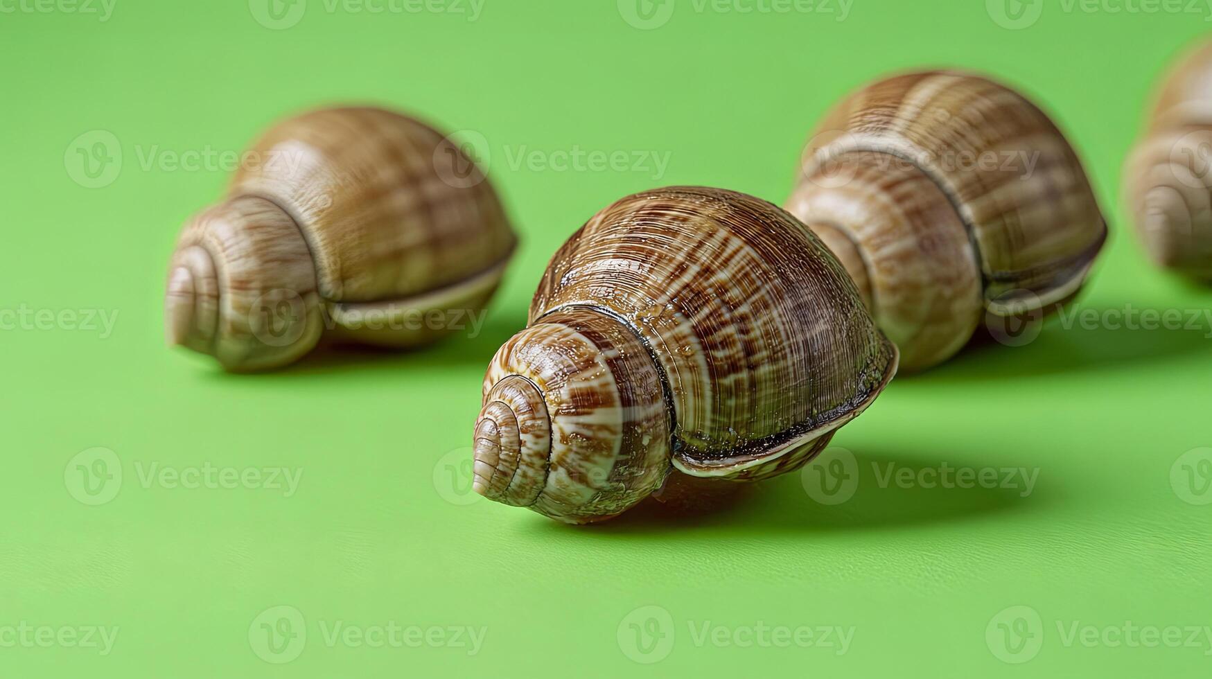 Closeup of a Snail Shell on a Green Background photo