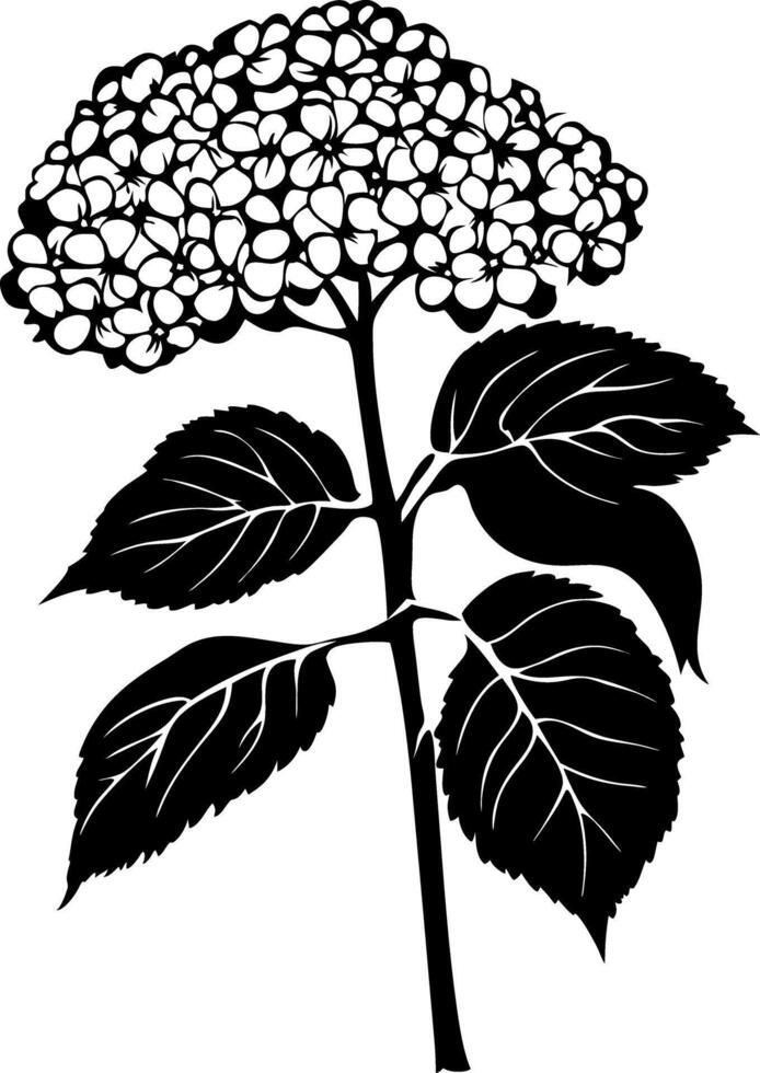 Silhouette of Detailed Hydrangea Flower and Leaves Design vector