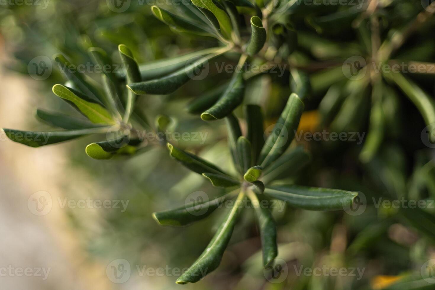 green leaves in tubes with unripe fruits in the background, close up photo