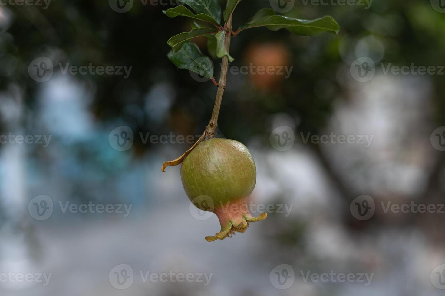 the fruit of an unripe green pomegranate fruit on a tree branch photo