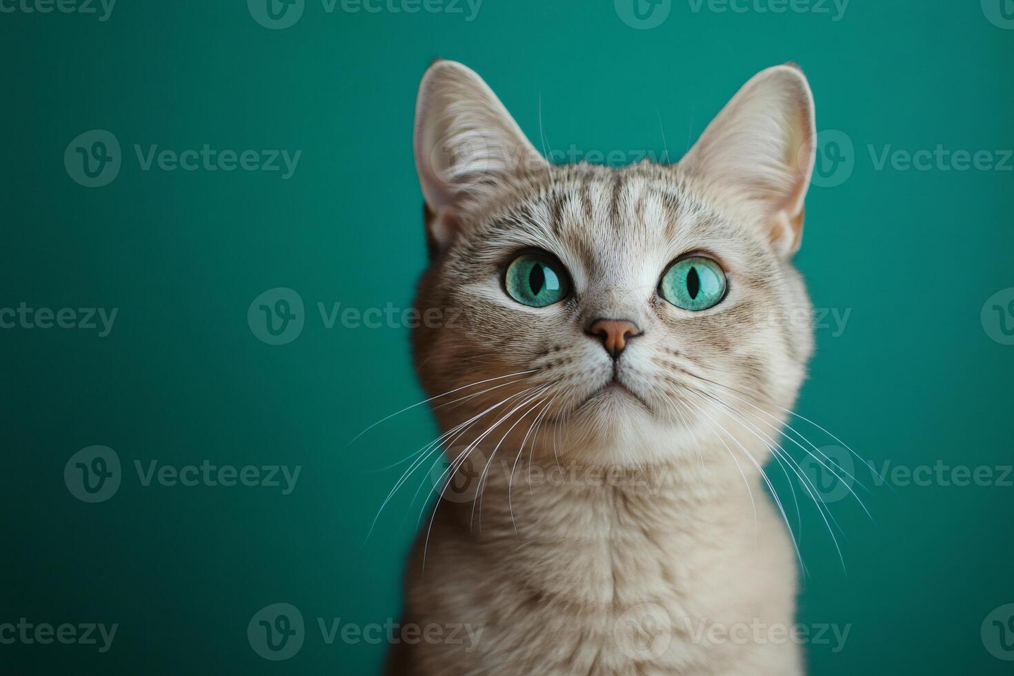 Portrait of british shorthair cat looking up with teal or turquoise background photo