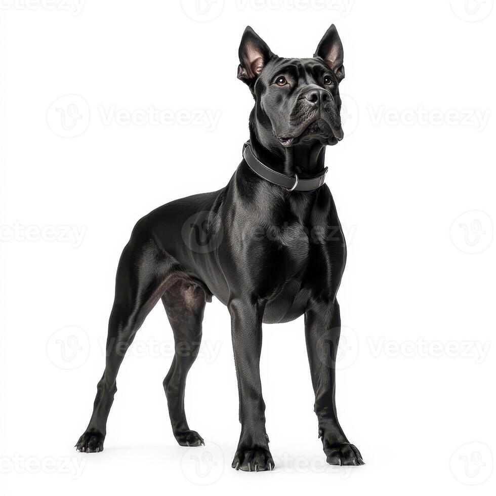 powerful Cane Corso stands confidently, showcasing its muscular build and sleek black coat. This majestic dog exudes strength and loyalty, making it perfect guardian photo