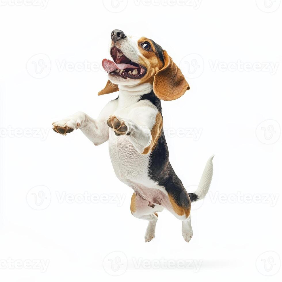 lively beagle dog jumping in air, showcasing its playful spirit and tri color coat. This energetic pose captures joy and enthusiasm of this hunting breed photo
