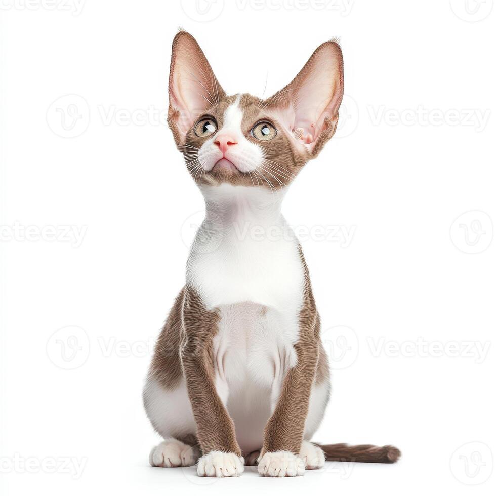 Cornish Rex cat with slender build and large ears sits gracefully, showcasing its unique features and playful expression. This breed is known for its affectionate nature and striking appearance photo