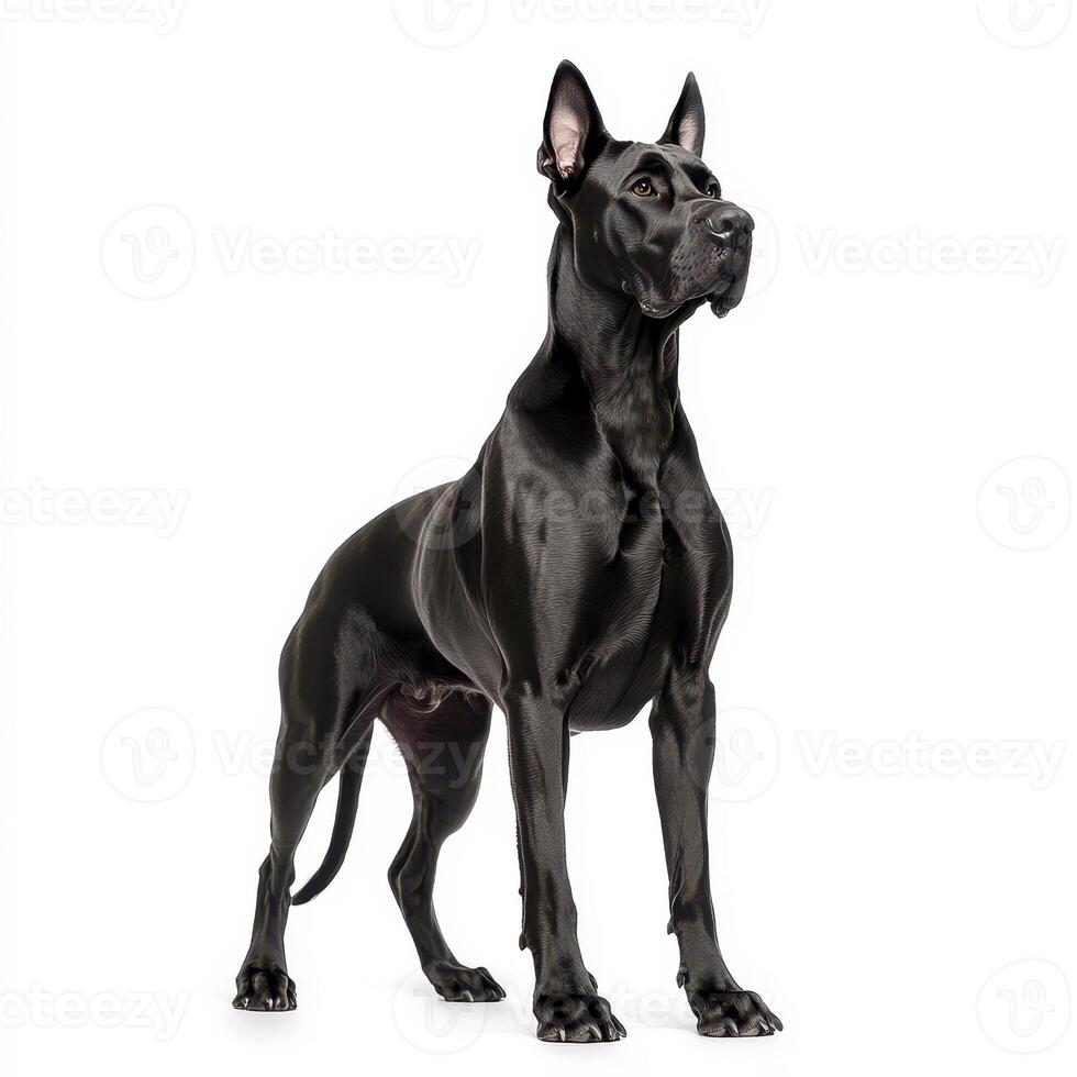 majestic Great Dane stands tall with glossy black coat, showcasing its impressive stature and elegance. This giant breed exudes confidence and grace, making it striking presence photo