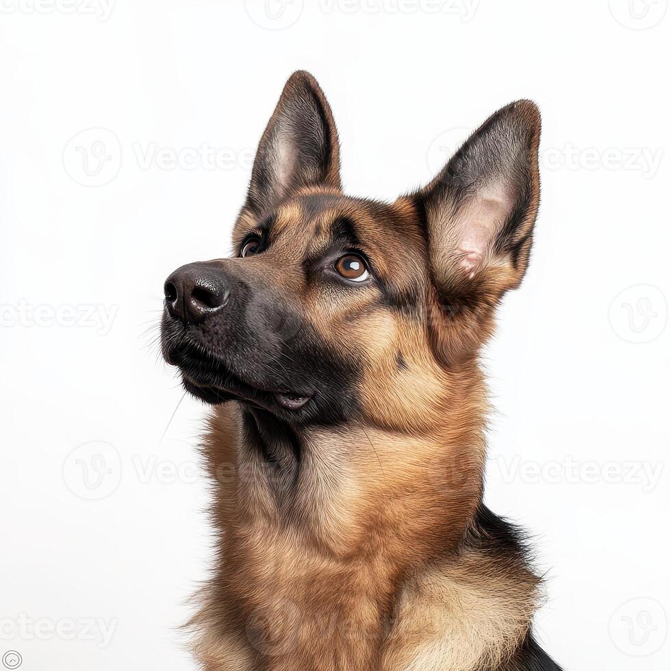 German Shepherd with striking coat gazes upward, showcasing its alertness and intelligence. This breed is known for its loyalty and versatility, making it popular choice for various roles photo
