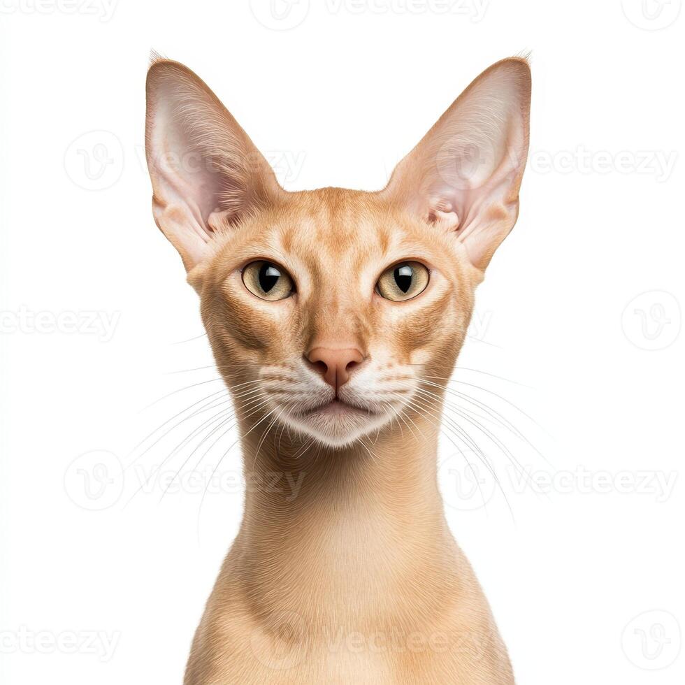 Elegant Oriental Shorthair cat with striking features and expressive eyes. This breed is known for its sleek appearance and playful personality, making it delightful companion photo