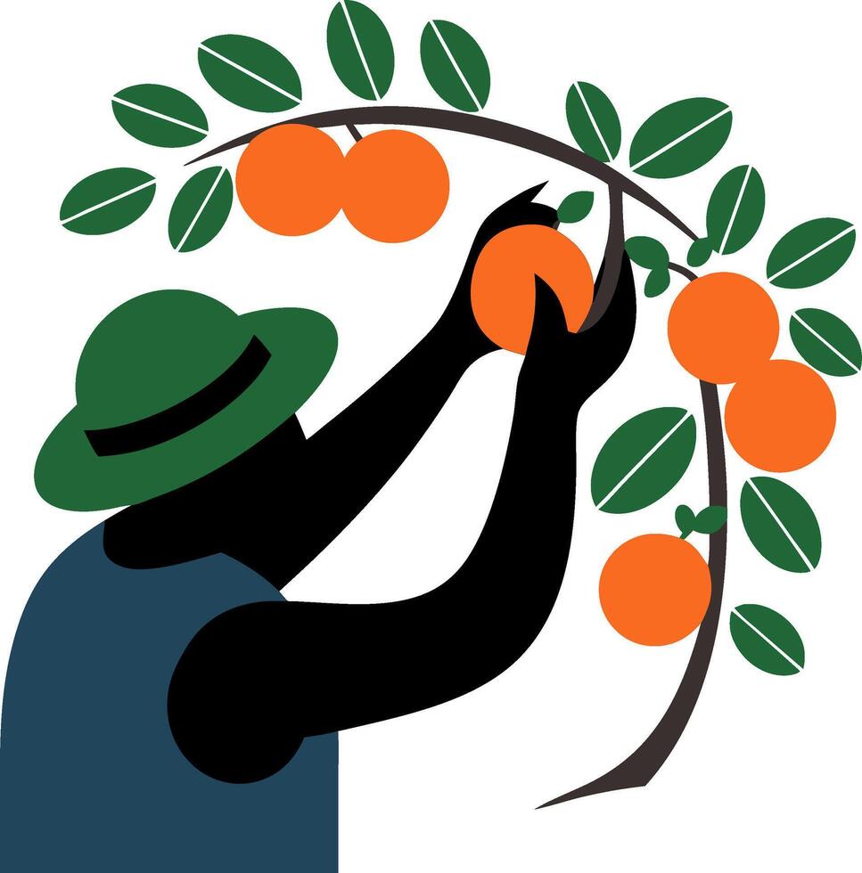 Farmer Harvesting Oranges Vibrant Illustration for Agriculture and Nature Themes vector