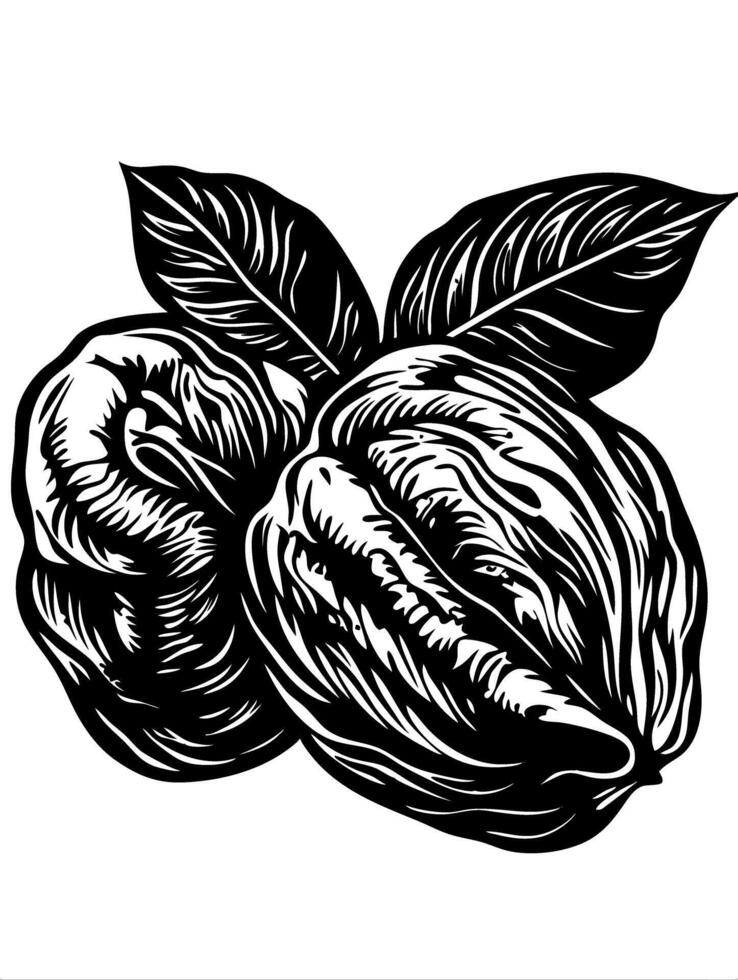 Detailed Black Walnut Illustration for Artistic Designs and Decor vector
