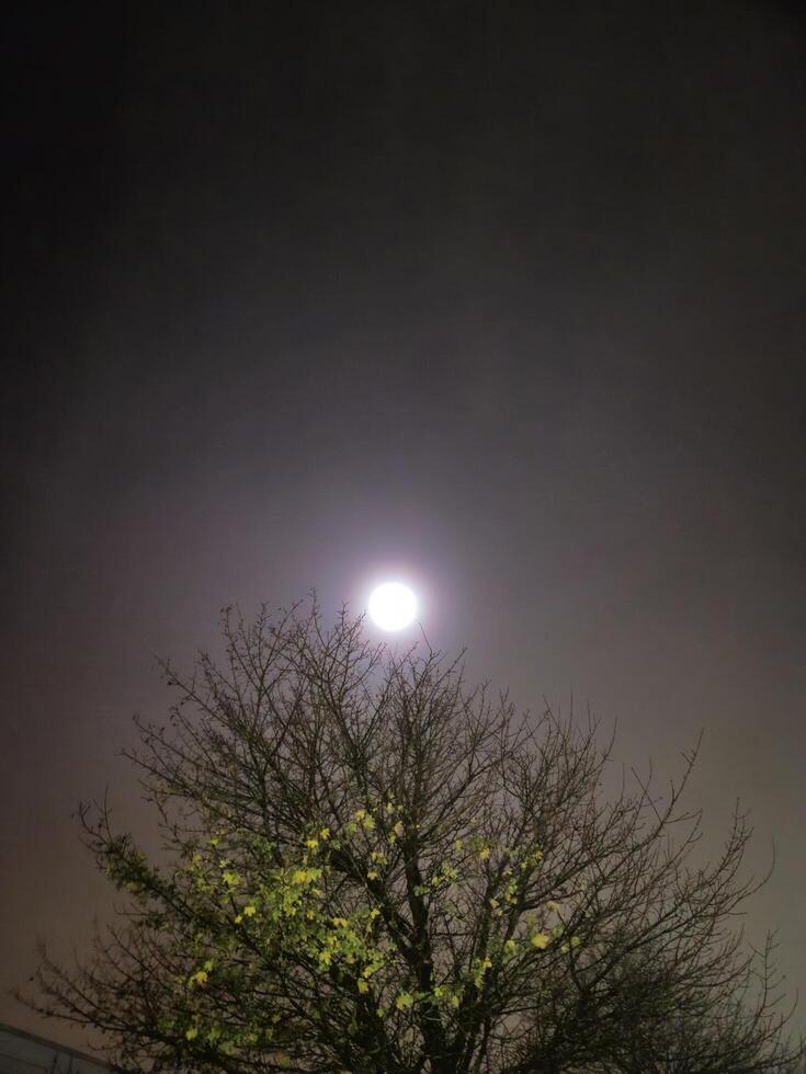 Moon shining in darkness over the tree photo