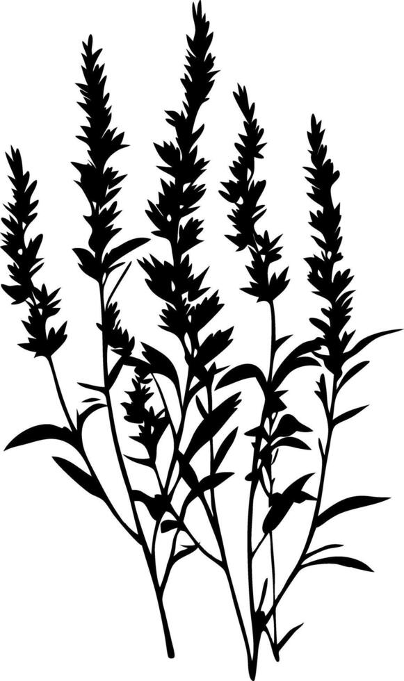 Black Silhouette Wildflower Plant Botanical Art for Design vector