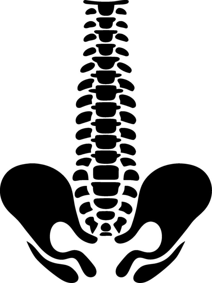 Human Spine and Pelvis Silhouette for Anatomy and Chiropractic Use vector