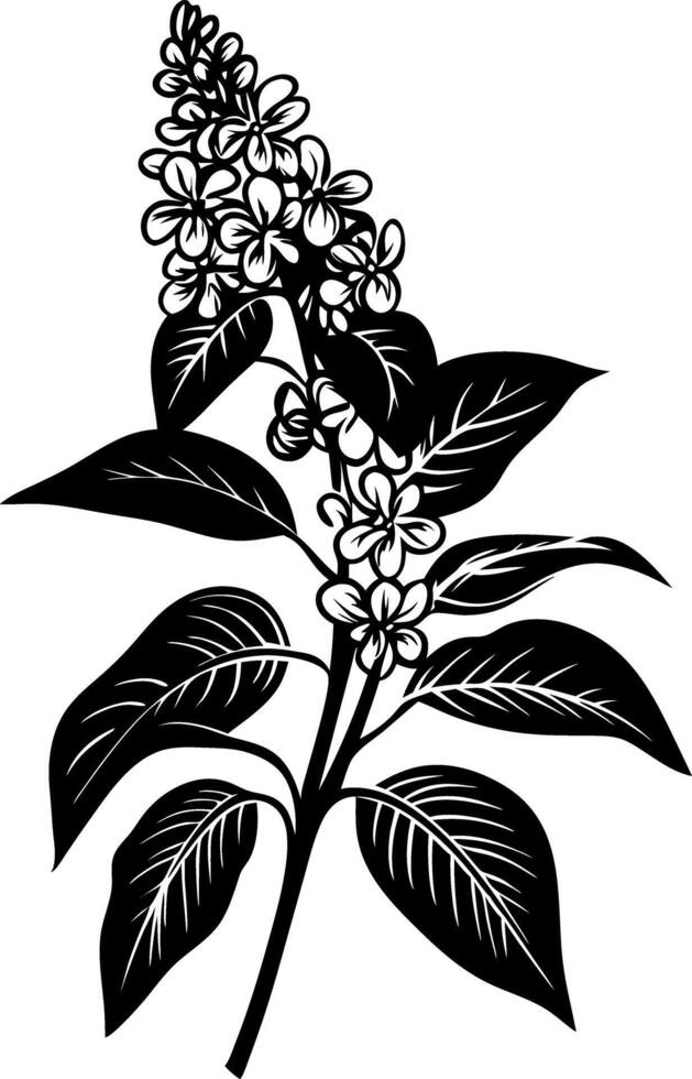 Black Silhouette Lilac Flower and Leaves for Design and Decoration vector