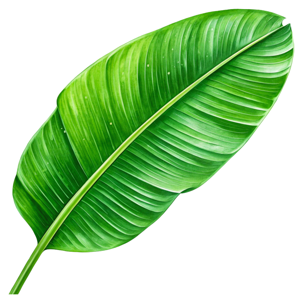 Photorealistic Macro Photography of Vibrant Green Tropical Banana Leaf with Detailed Veins png