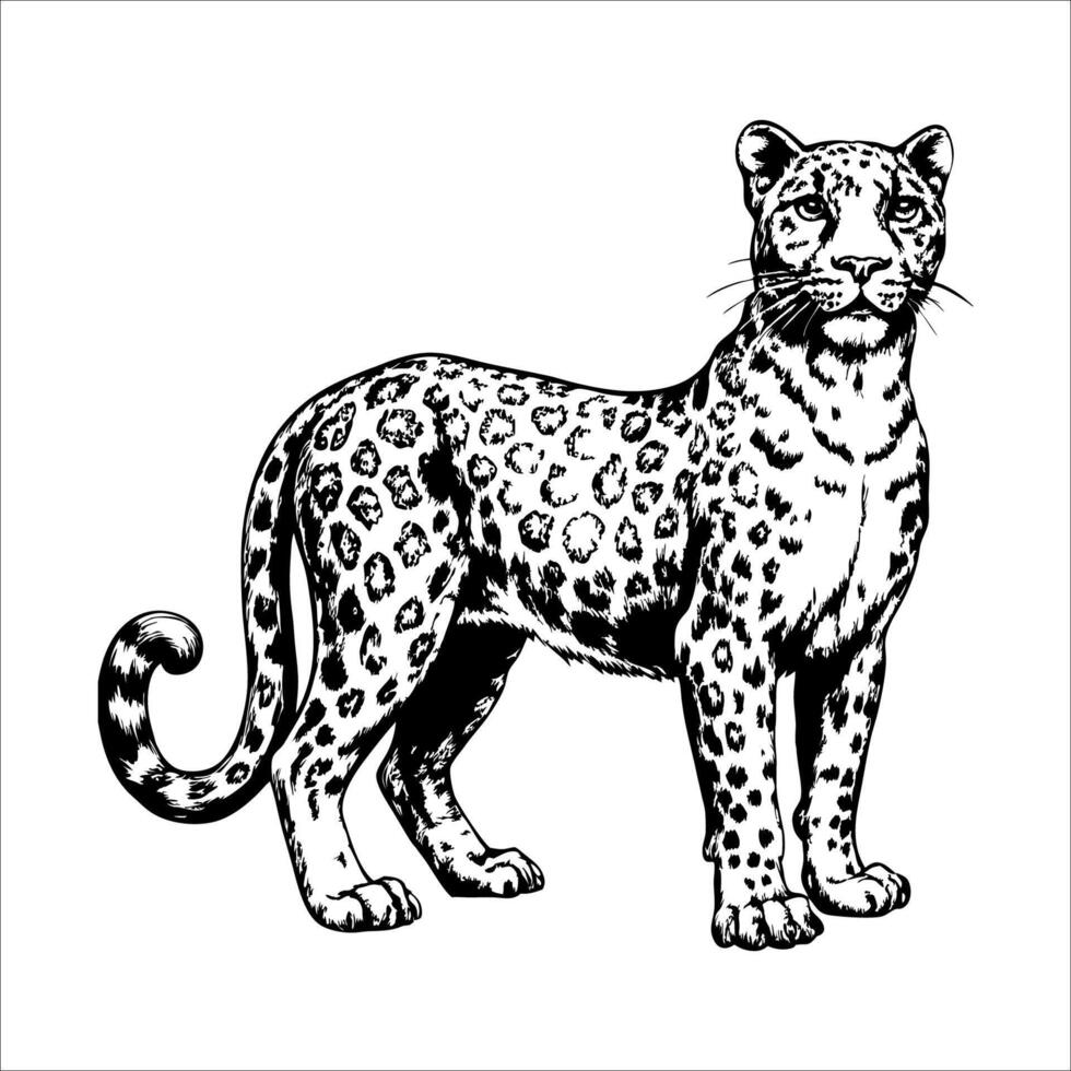 Black and white drawing of a leopard standing in front of a white background vector