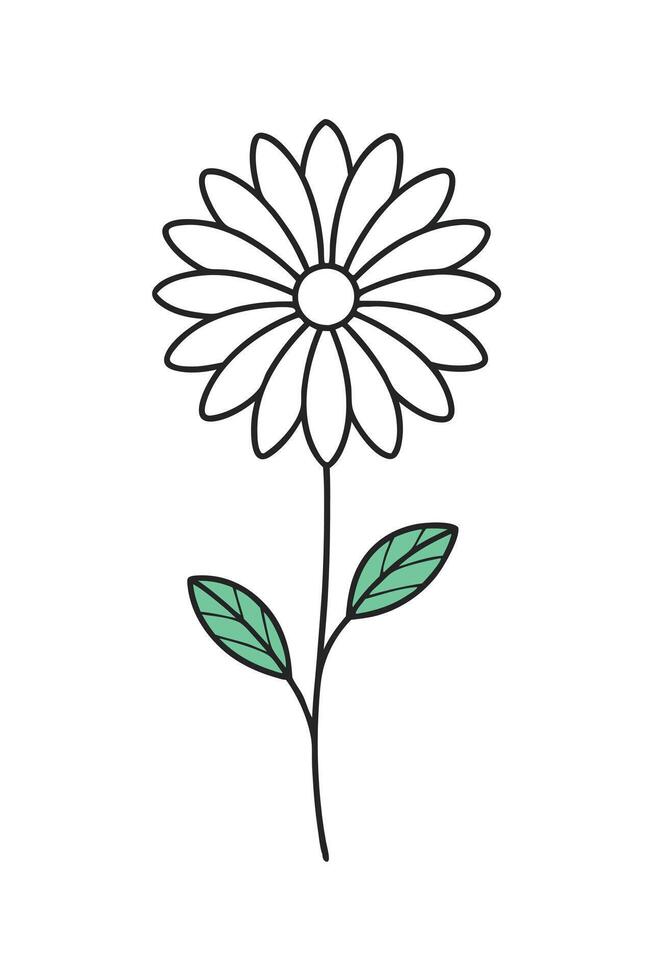 Simple Daisy Flower Illustration Line Art, Botanical, Green Leaves vector