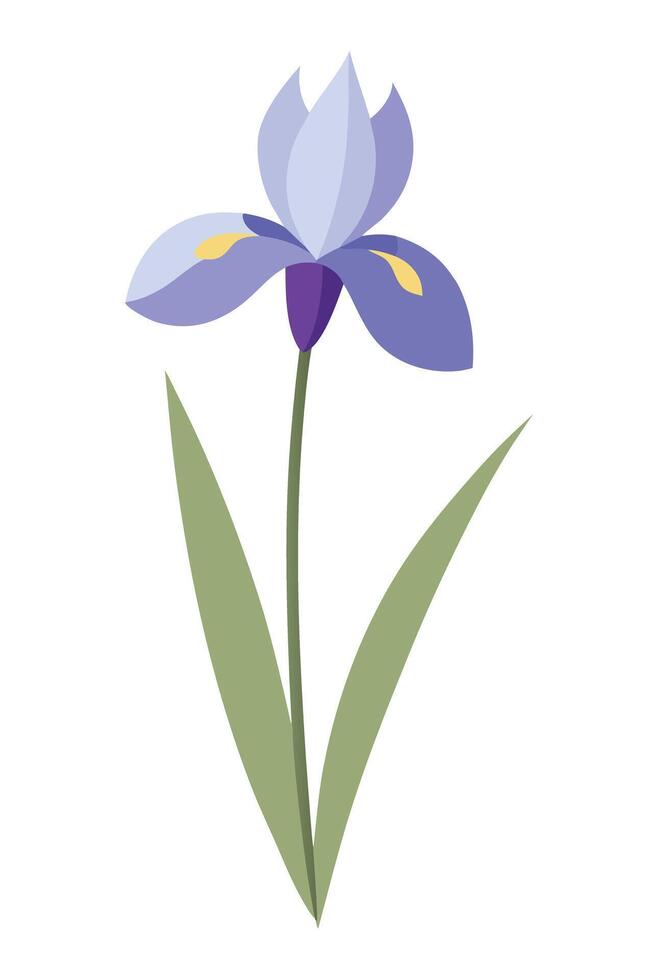 Single Purple Iris Flower Bloom, Spring Botanical Illustration vector