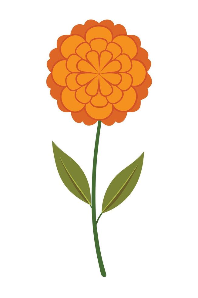 Orange Marigold Flower, Stem, Leaves, Floral Design, Botany Illustration vector