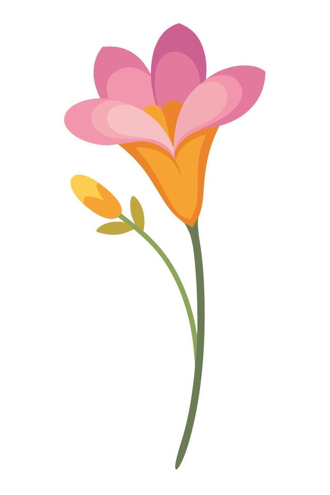 Elegant Pink Freesia Flower Blossom Stem Bud Bloom Spring vector