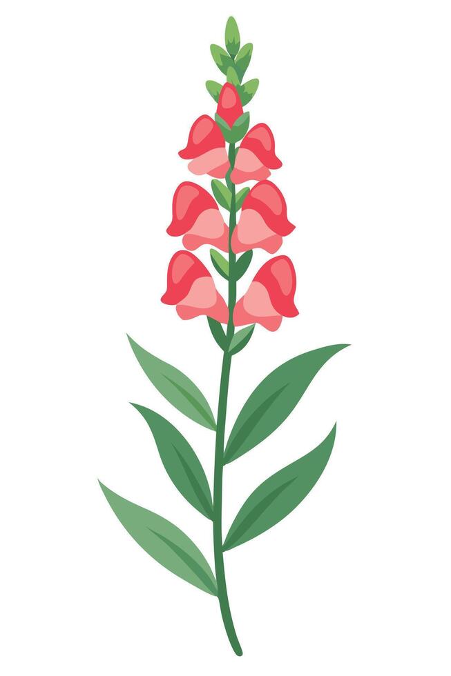 Elegant Pink Snapdragon Flower Bloom, Botanical Illustration vector