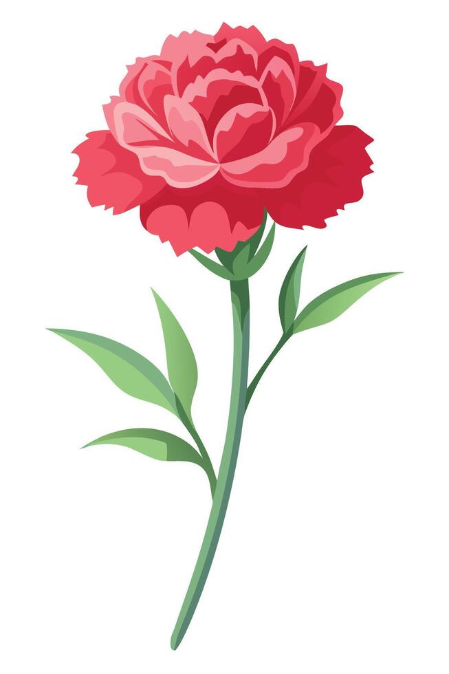 Single Pink Carnation Flower Stem, Green Leaves, Elegant Bloom vector