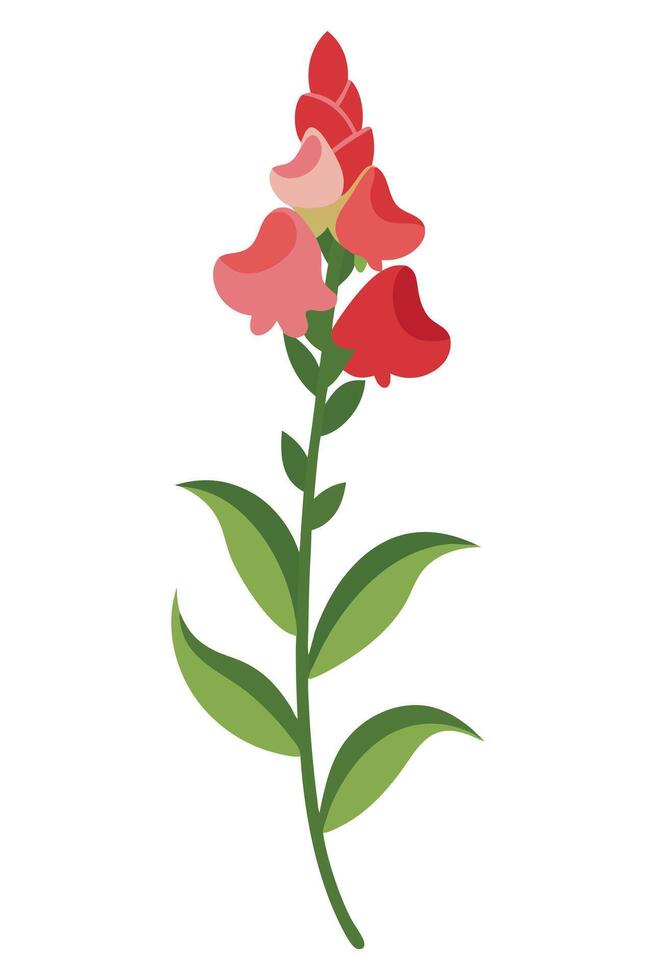 Elegant Red and Pink Snapdragon Flower Stem Illustration vector