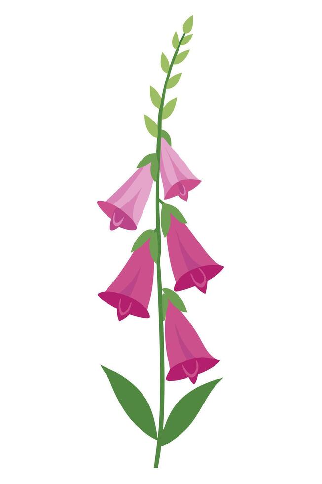 Pink Foxglove Flowers Botanical Illustration Spring Bloom Nature vector