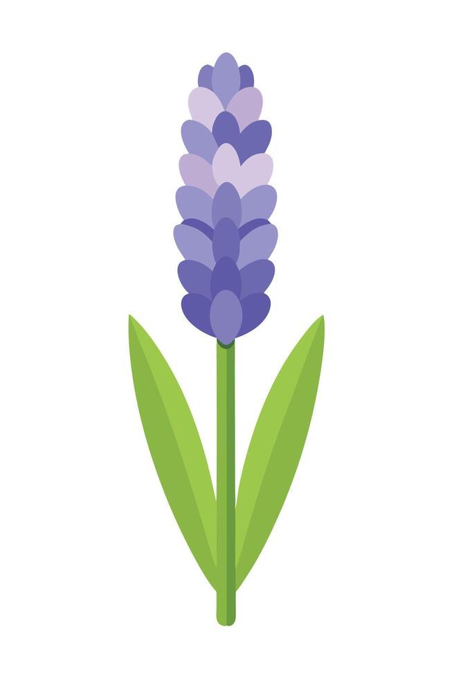 Purple Lavender Flower, Single Stem, Green Leaves, Floral Design, Botanical Illustration, Nature, Sp vector