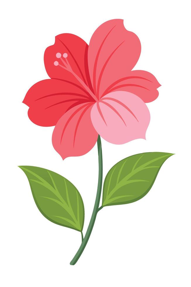 Pink Hibiscus Flower Blossom Botanical Illustration, Single Bloom vector