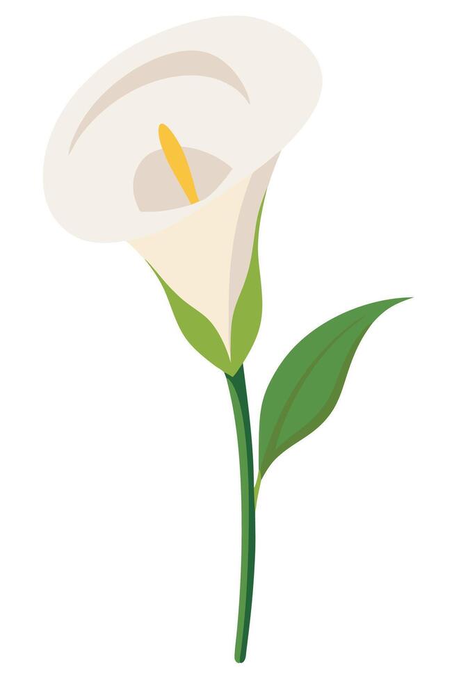 Elegant White Calla Lily Bloom, Single Stem, Green Leaves, Floral Illustration vector