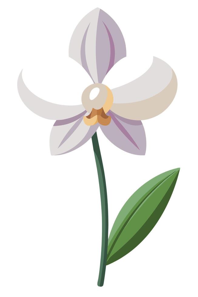 Elegant Pale Orchid Blossom, Single Stem, Delicate Petals, Green Leaf vector