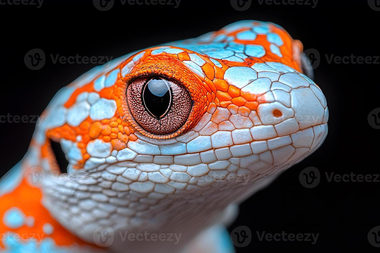 Vibrant Portrait of a Colorful Lizard Against Black Background for Nature Enthusiasts photo