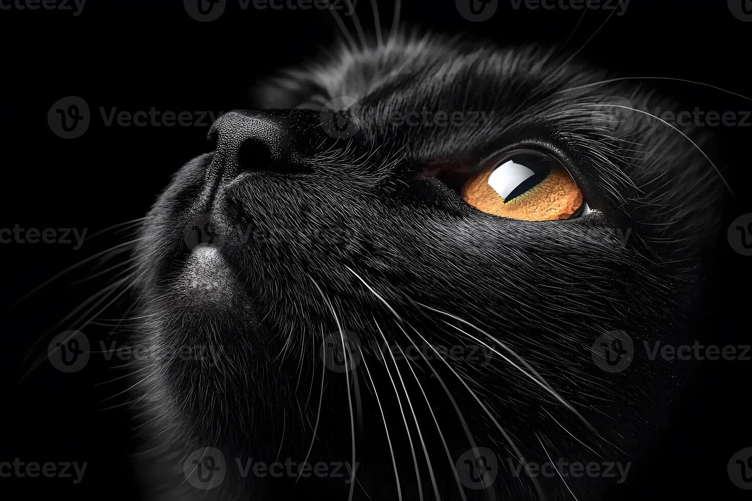 Close-Up Portrait of Black Cat with Bright Amber Eyes for Animal Photography photo