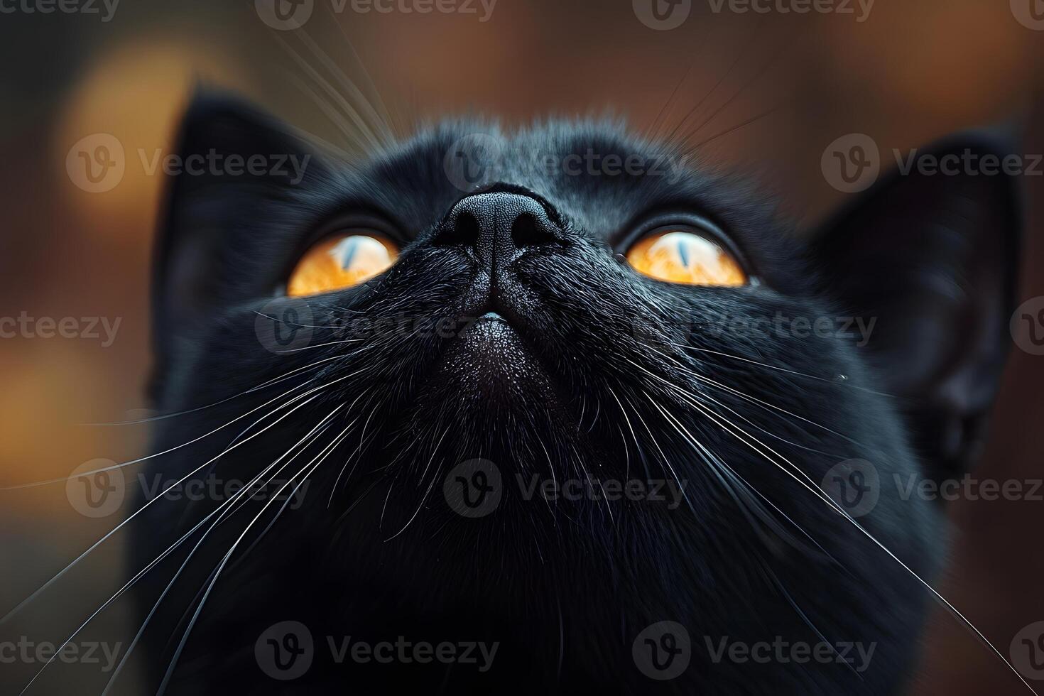 Majestic Black Cat with Amber Eyes in Autumn Light for Halloween Decor photo