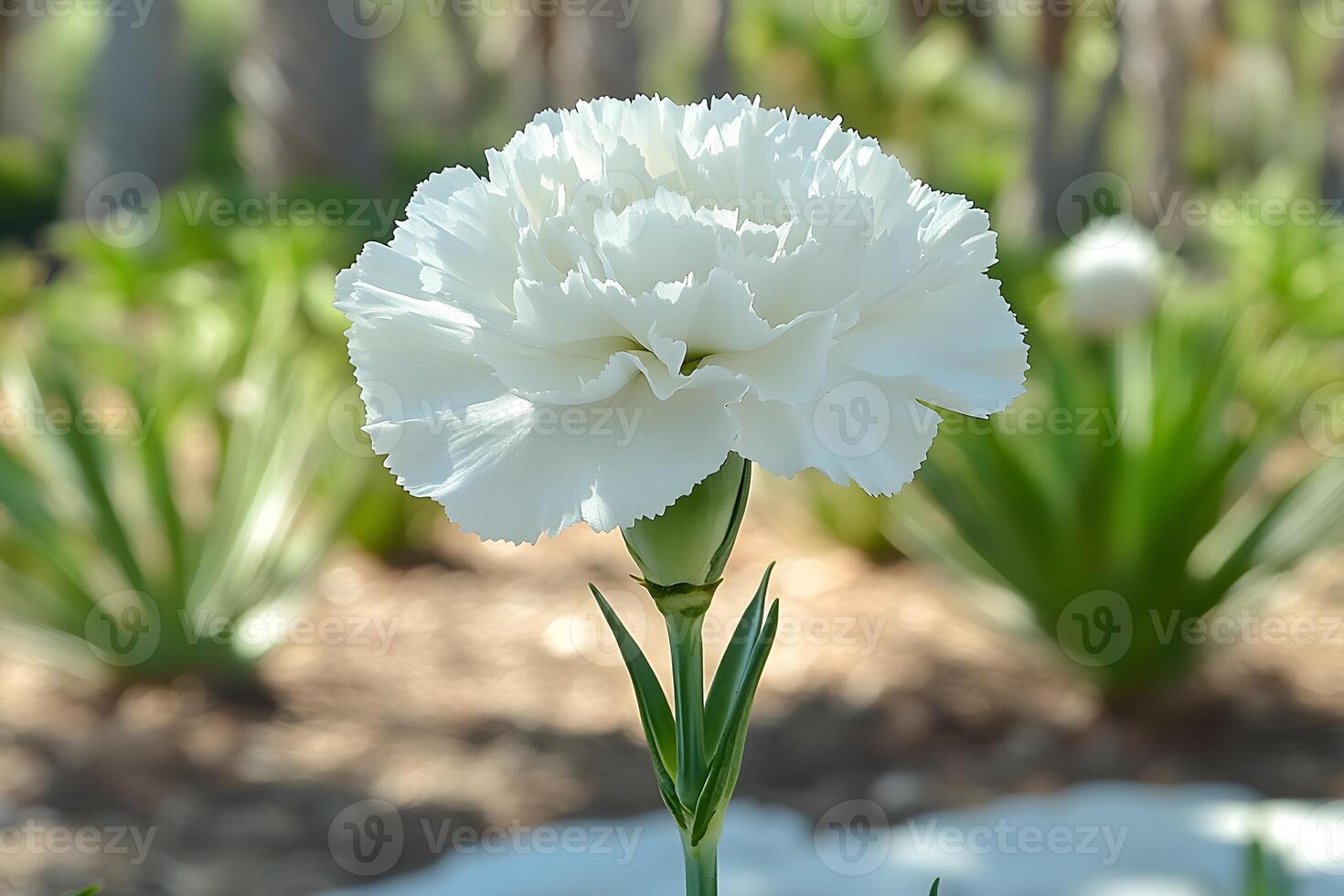 Elegant White Carnation Bloom in Sunlit Garden Setting for Nature and Floral Design photo