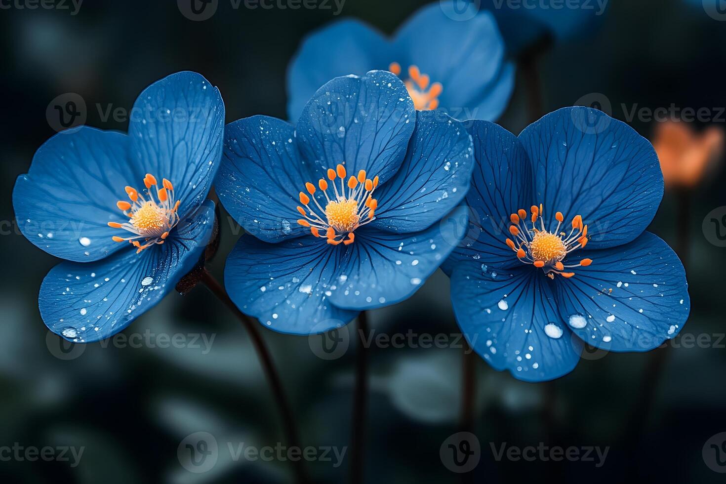 Vibrant Blue Flowers with Dew in Full Bloom for Nature and Botanical Design photo