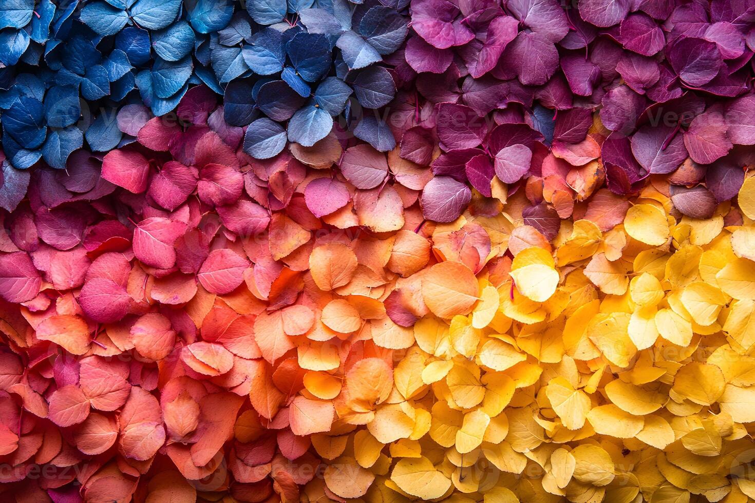 Vibrant Color Gradient of Petals in Blue, Purple, Pink, and Yellow for Artistic Design photo